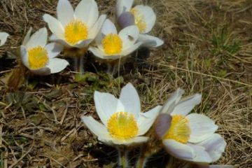 Flora - Primi germogli al sciogliersi della neve