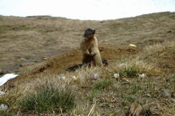 Marmotta