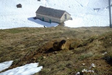 Marmotta dopo il letargo