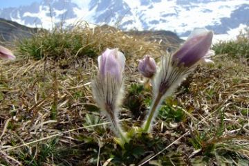 Riale - Primi germogli al sciogliersi della neve